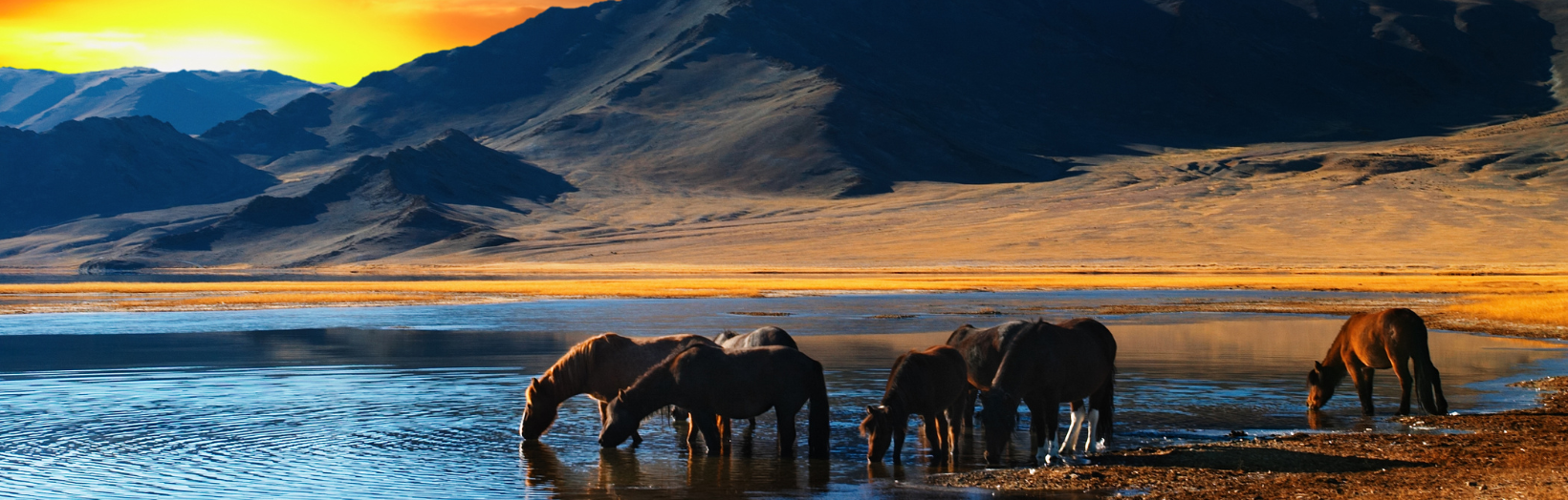 Newsletter Banner IYE (1640 x 524 px)